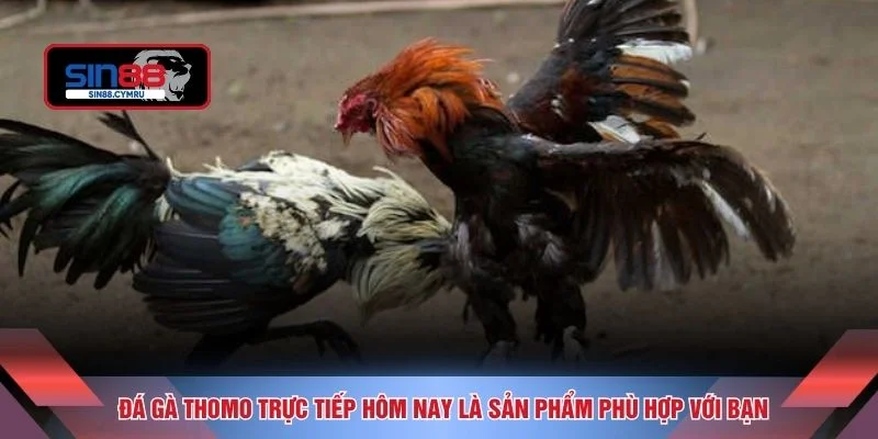 Đá gà thomo trực tiếp hôm nay là sản phẩm phù hợp với bạn 