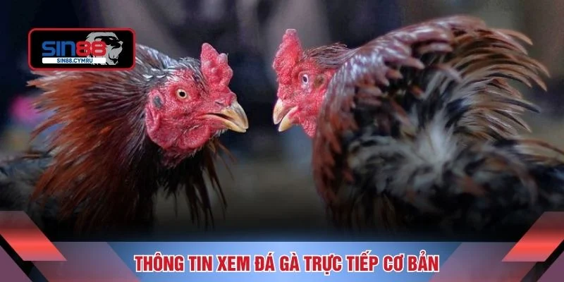 Thông tin xem đá gà trực tiếp cơ bản